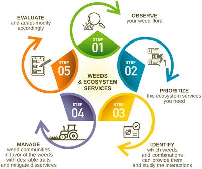 Agroecology and beyond: enhancing ecosystem services provided by natural vegetation and inventing “service weeds”